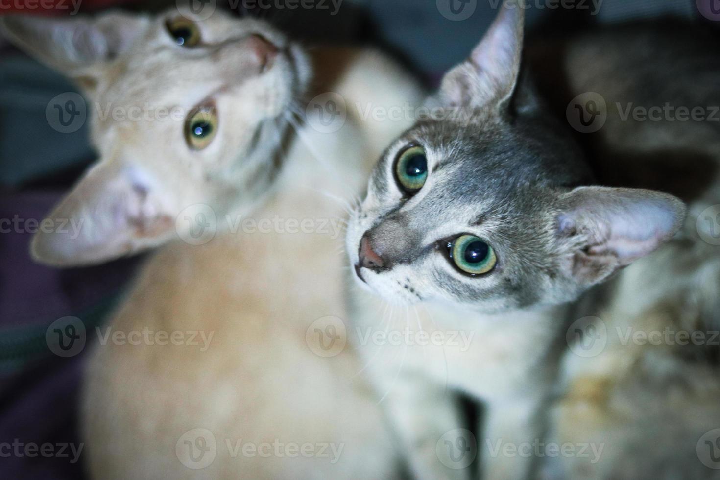 schattige Bengaalse katten close-up foto. glanzende kattenogen close-up. grijze en gemberkat die rust. close-up van schattige grijze kleur aziatische kat met groene ogen. dieren en huisdieren levensstijl concept. foto