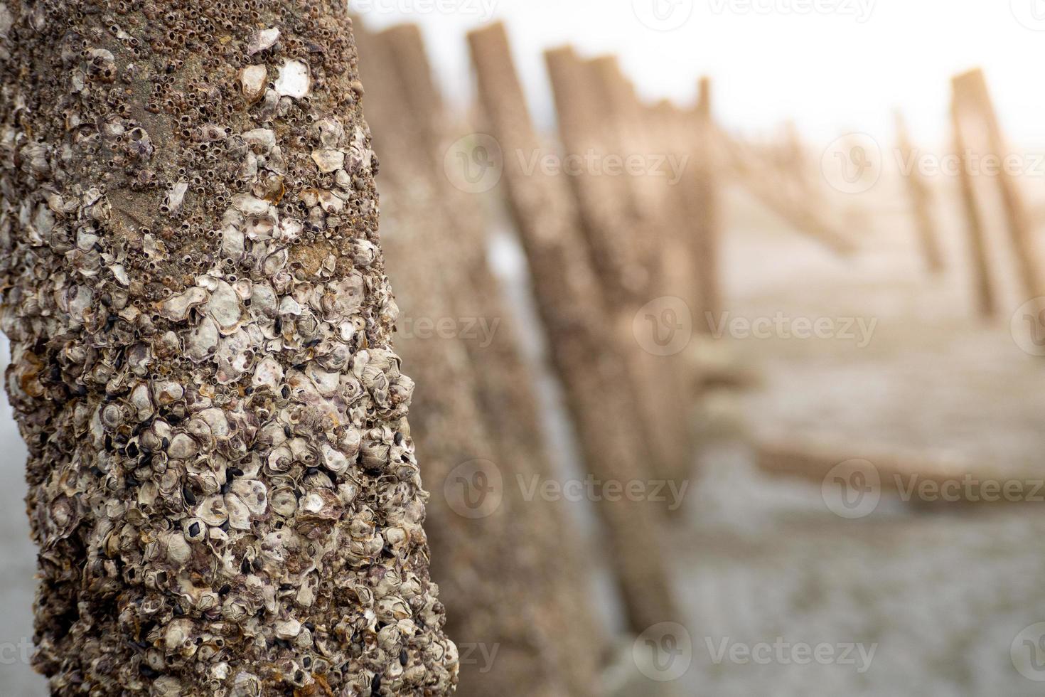 golfbrekerpalen bedekt met zeepokken en algen bovenaan staan op een Noordzeestrand waar een stel langs loopt. - afbeelding foto