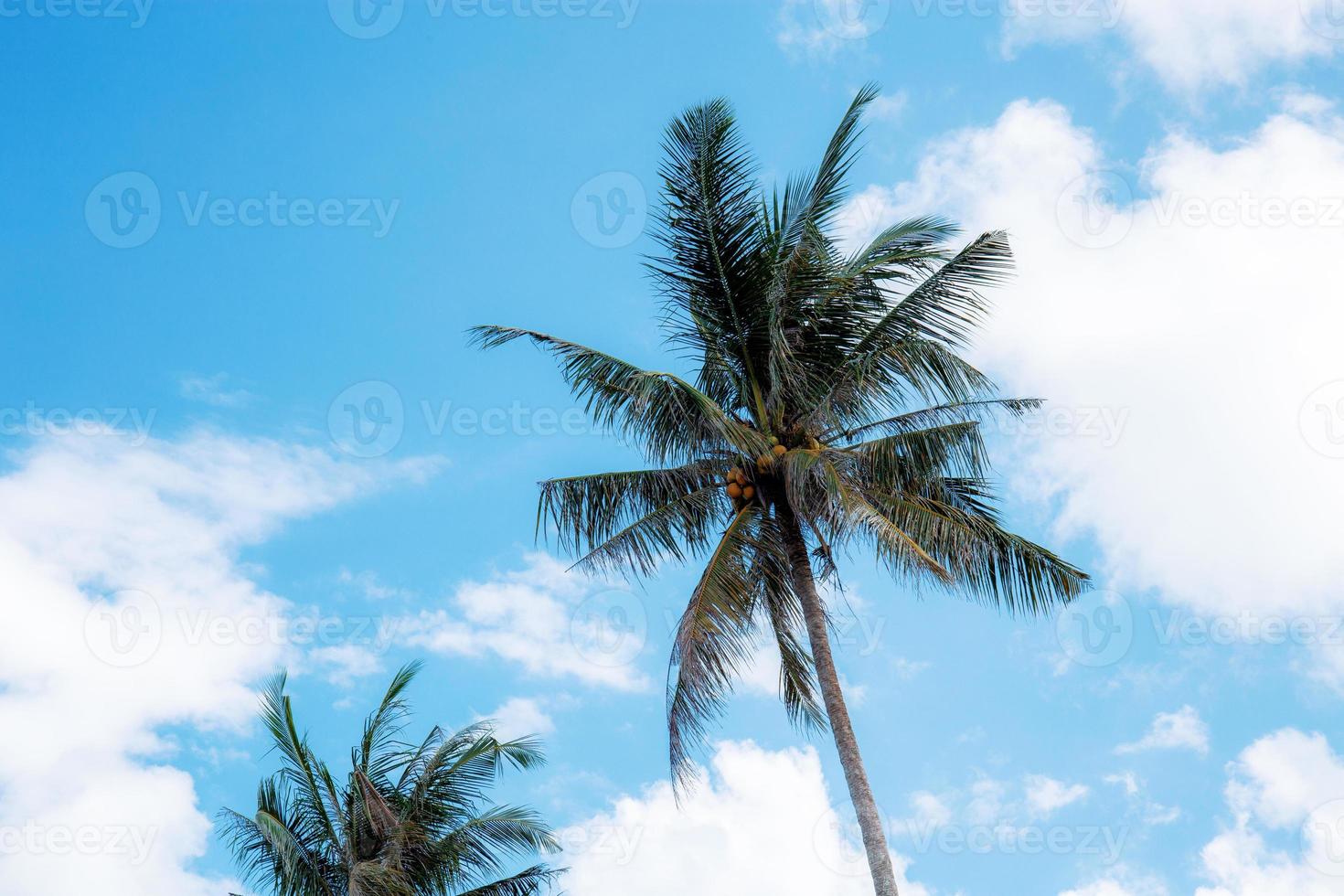 palmboom met blauwe lucht. foto