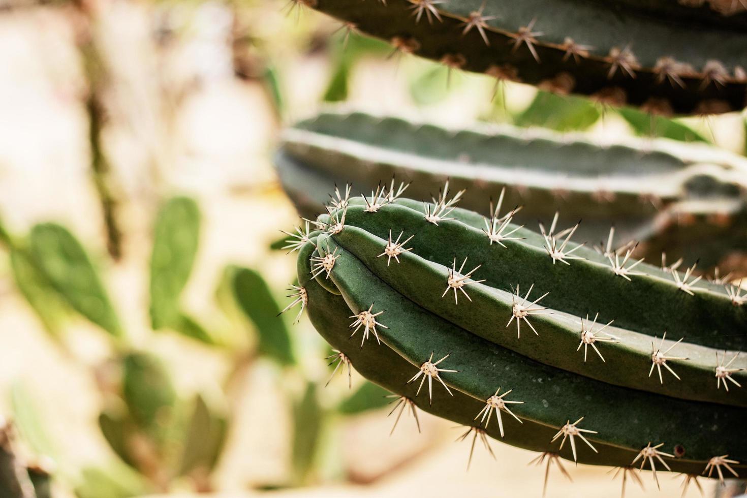 cactus met het zonlicht. foto