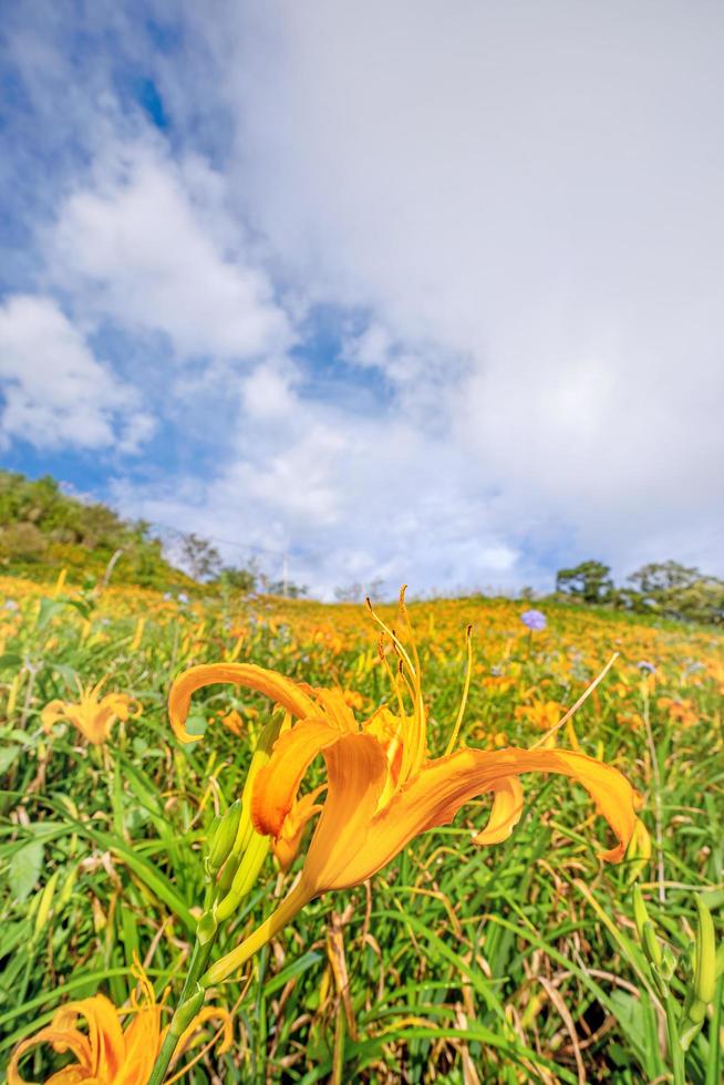 mooie oranje daglelie bloemenboerderij op zestig rotsberg liushidan berg met blauwe lucht en wolken, fuli, hualien, taiwan, close-up, kopieer ruimte foto