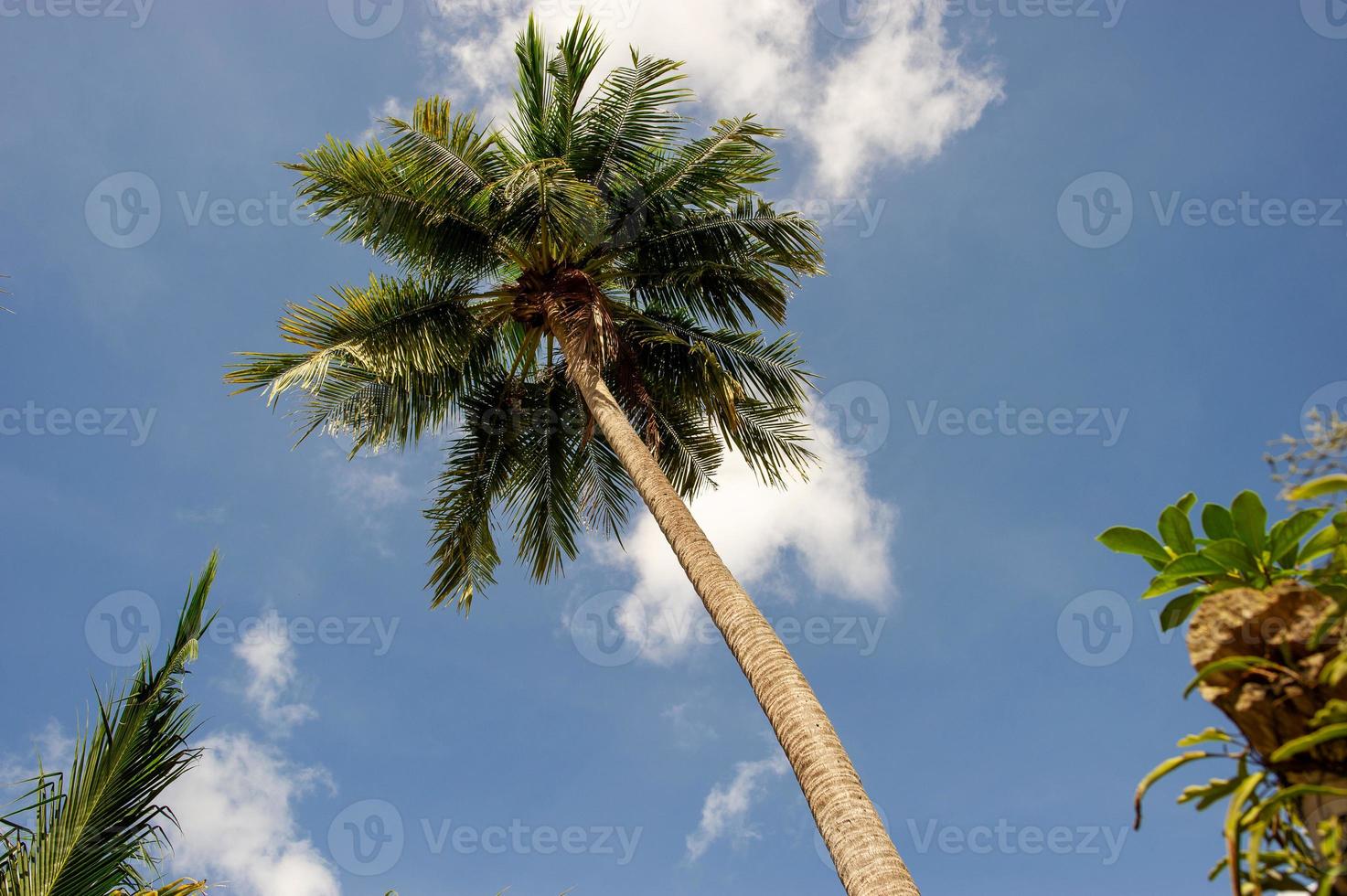 de kokospalmen en de lucht hebben prachtige wolken. foto