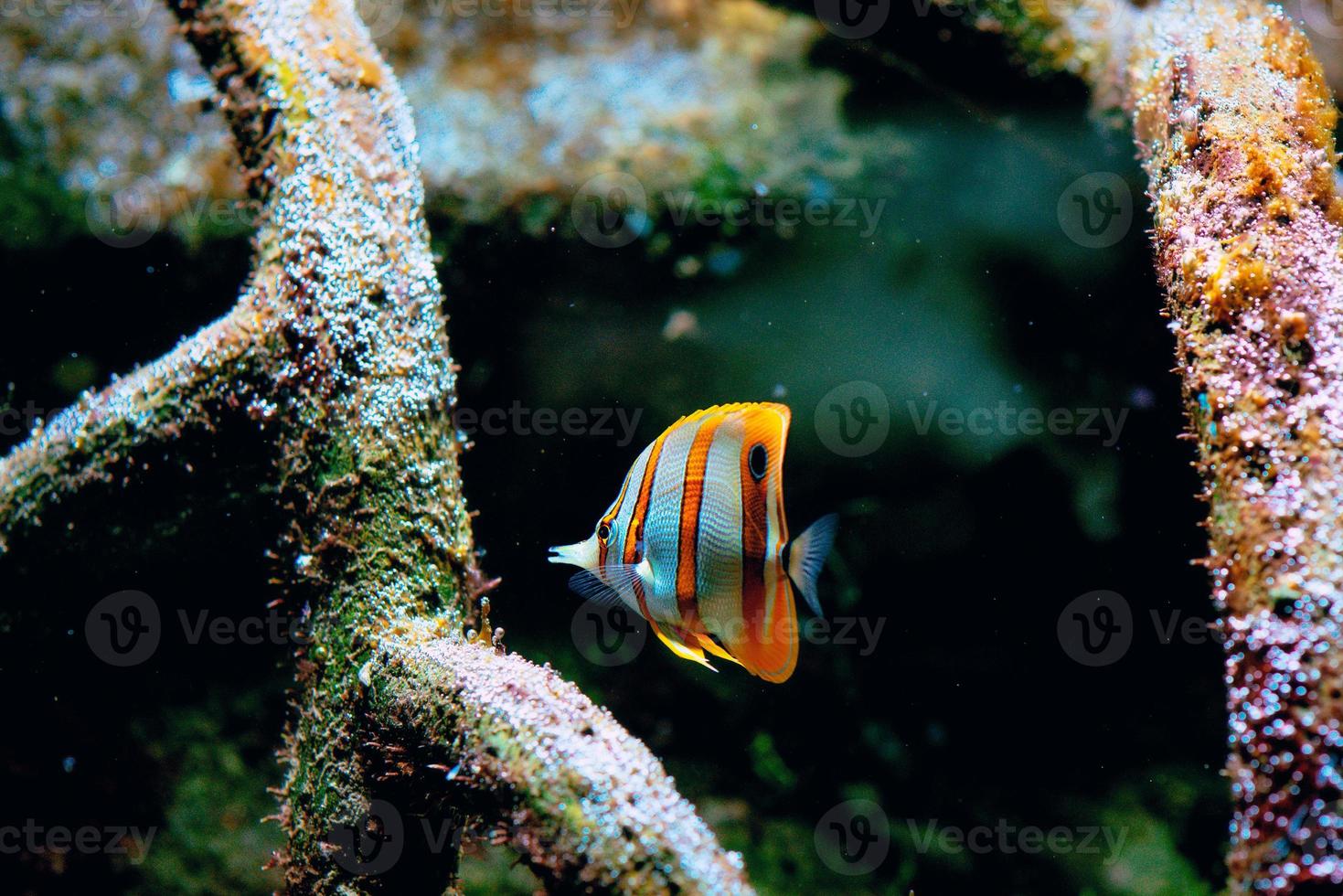kleurrijke tropische vissen en koralen onder water in het aquarium foto