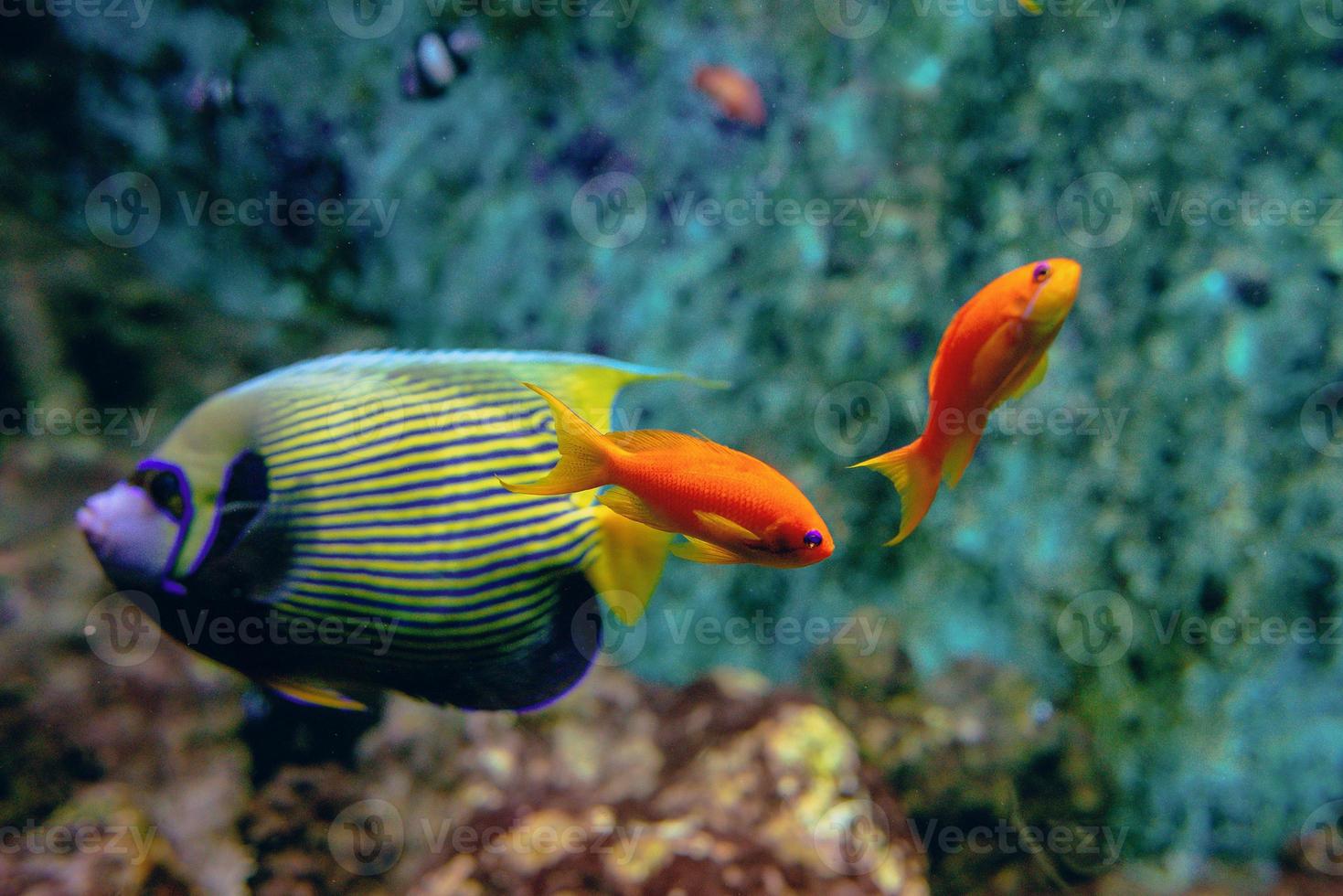 kleurrijke tropische vissen en koralen onder water in het aquarium foto