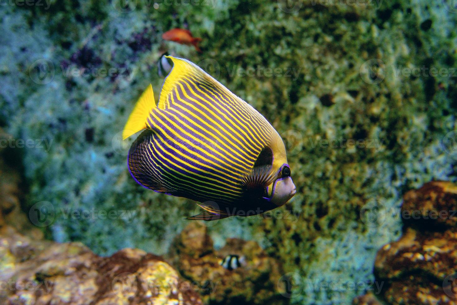 kleurrijke tropische vissen en koralen onder water in het aquarium foto