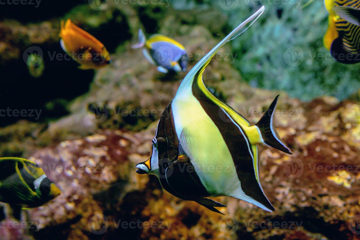 kleurrijke tropische vissen en koralen onder water in het aquarium foto