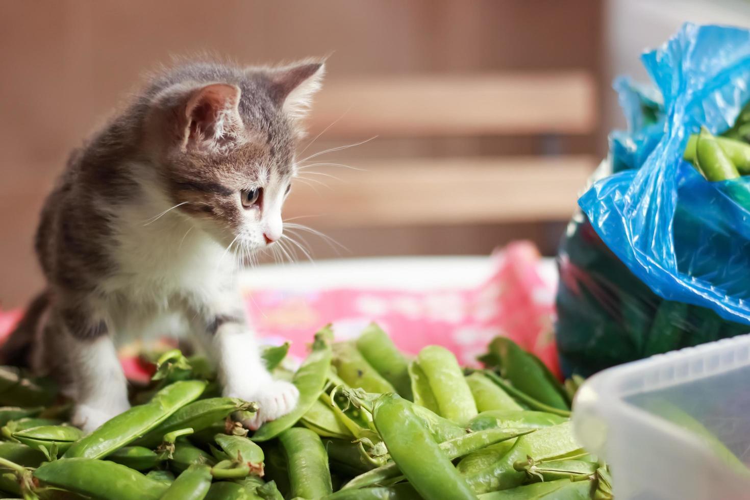 grijze schattige kitten spelen op sperziebonen foto