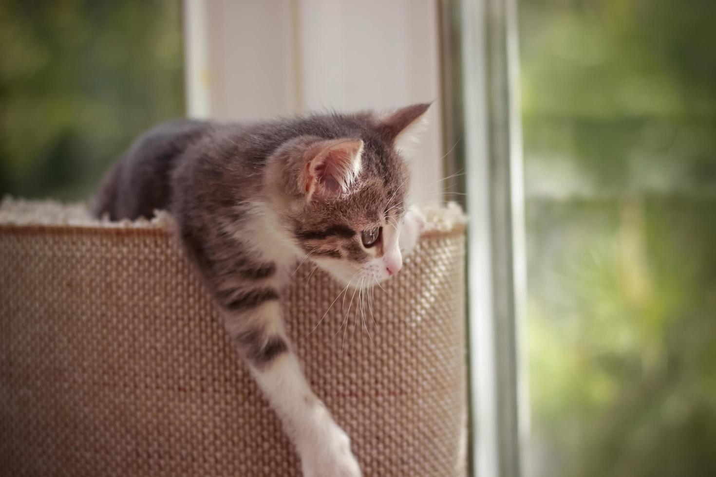 schattige en nieuwsgierige babykat die speelt en rondkijkt foto