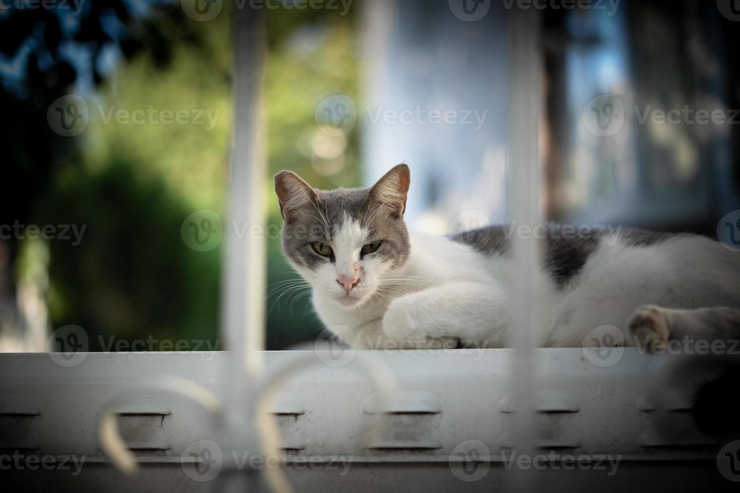 volwassen kat ligt op paneel en focus op camera foto