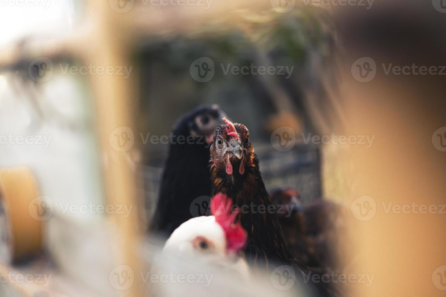 roodbruine boerderijkippen die nieuwsgierig naar de camera kijken achter hekken foto