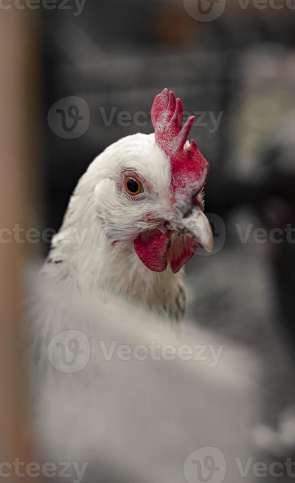 witte boerderijkippen die nieuwsgierig naar de camera kijken foto