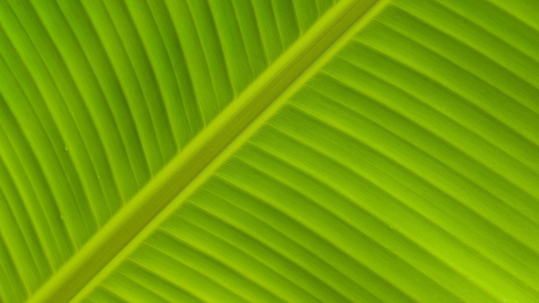 close-up veervormig parallelle nervenstrepen op het oppervlak van groen bananenblad voor gezond groen gebladerte achtergrondconcept foto