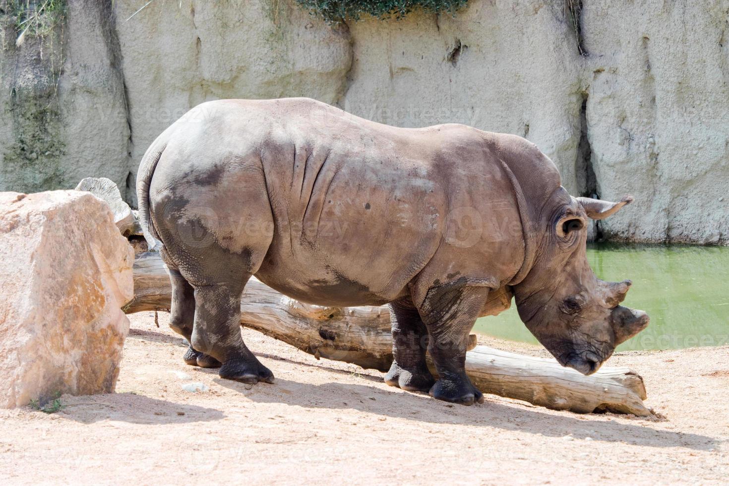 witte neushoorn in een wilde omgeving foto