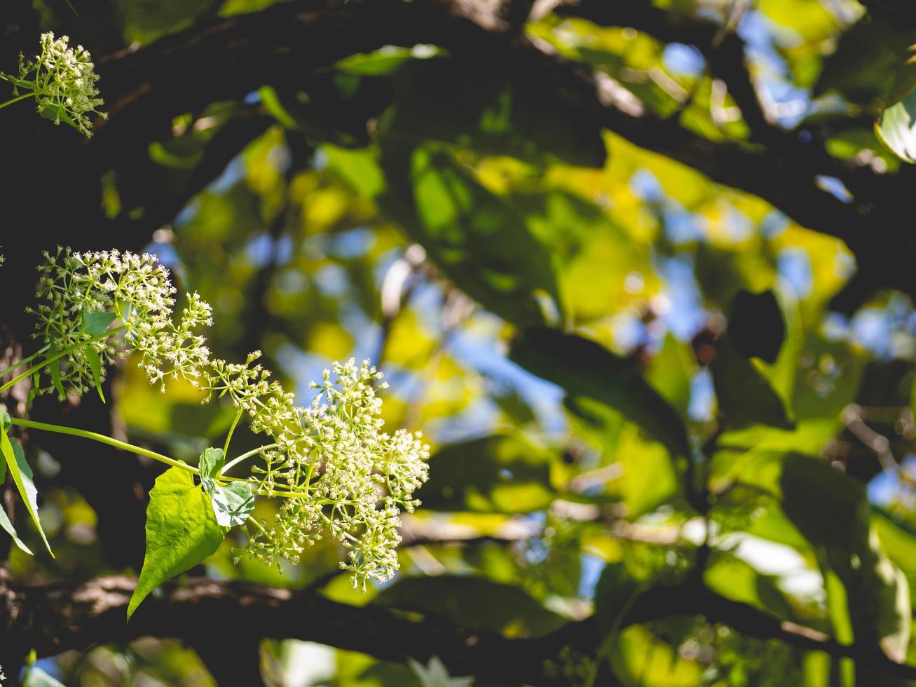 bloem en natuur foto