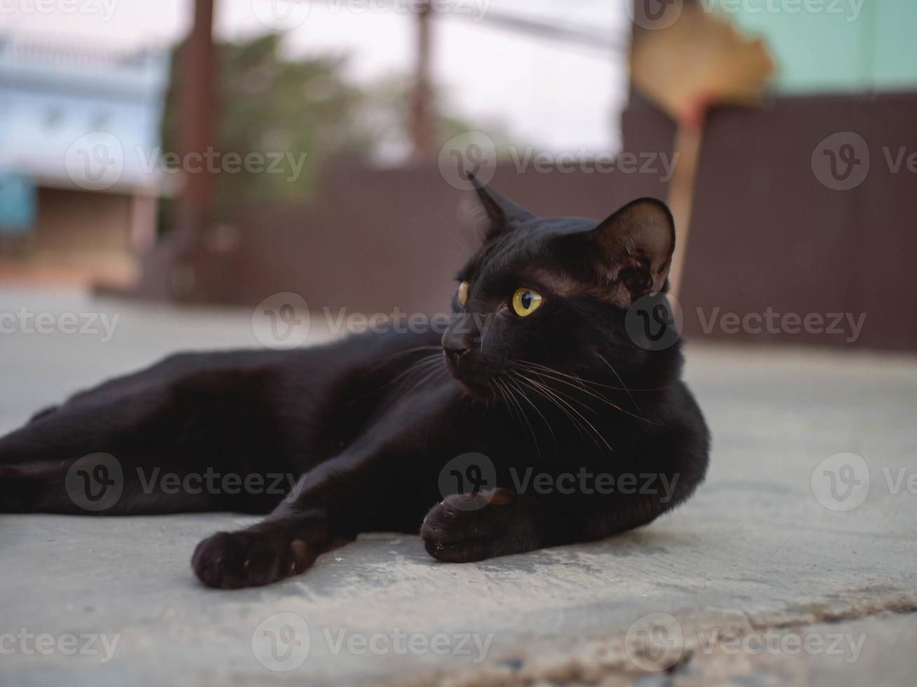 zwarte kat en op zoek foto