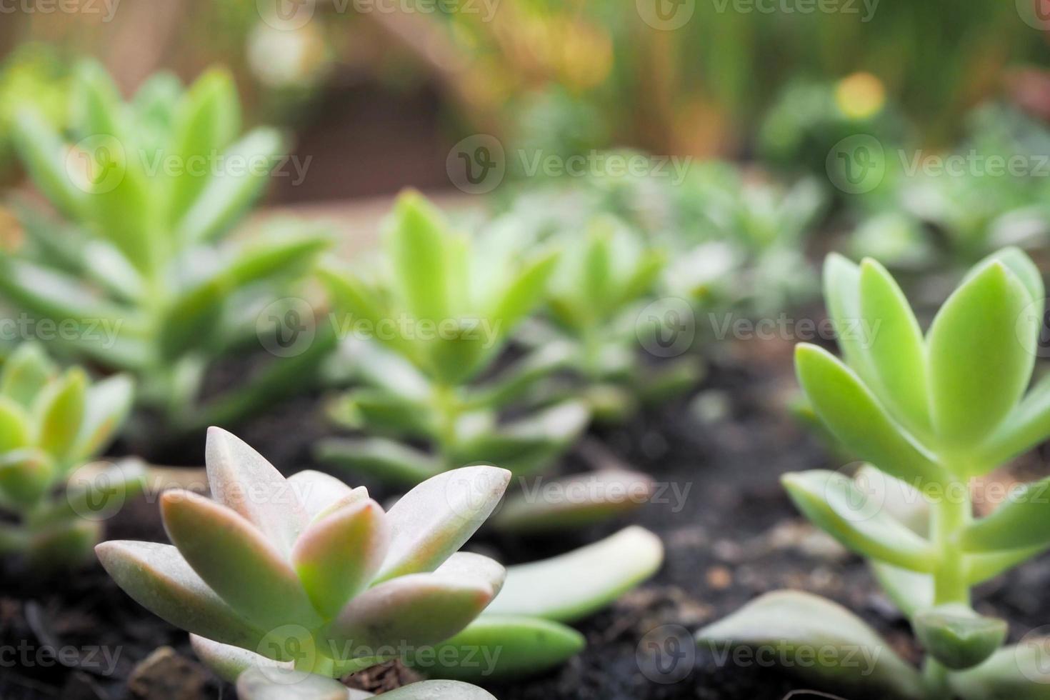 bloem en cactus foto