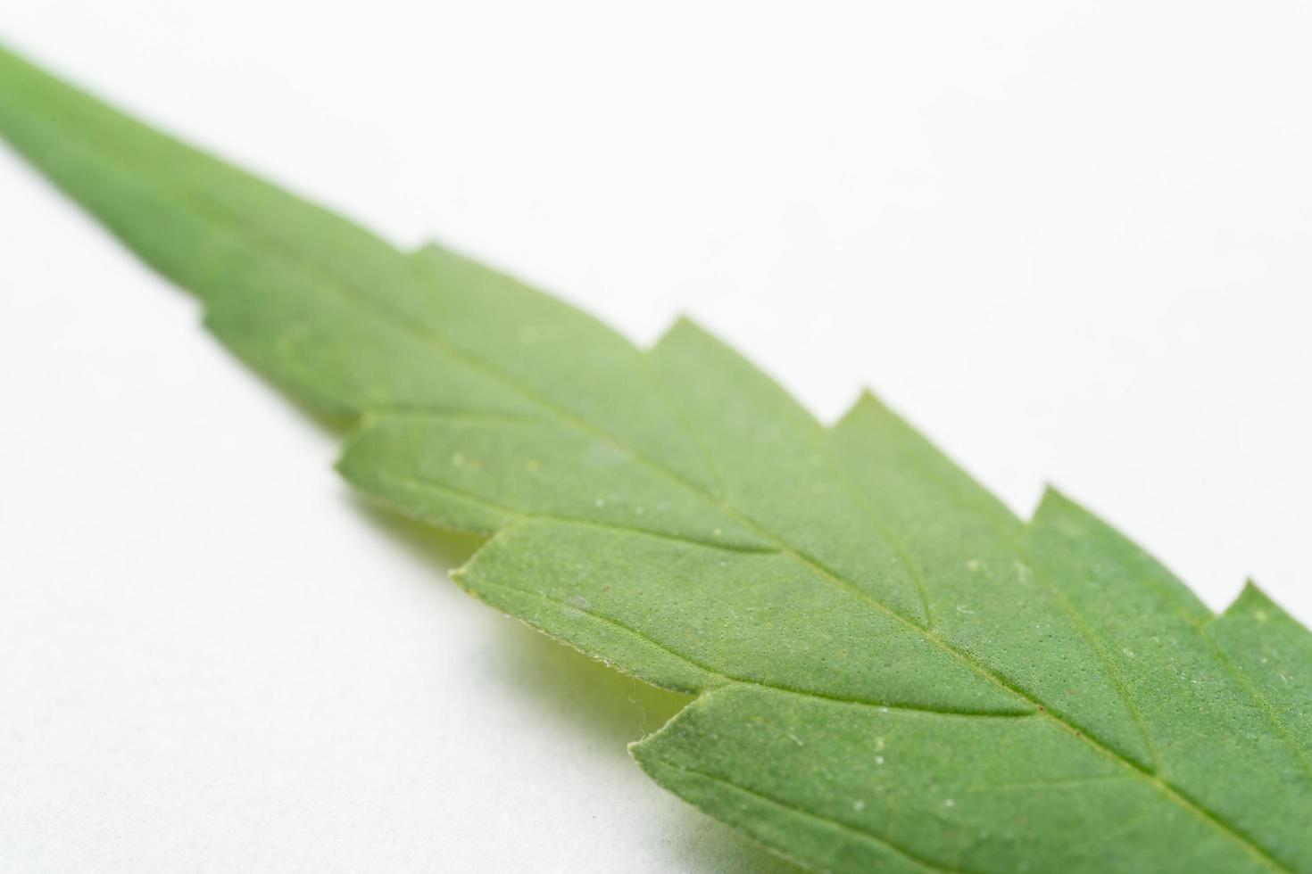 marihuanablad op witte achtergrond. selectieve aandacht. cannabis - geïsoleerd op een witte achtergrond. medicinale marihuana kweken foto