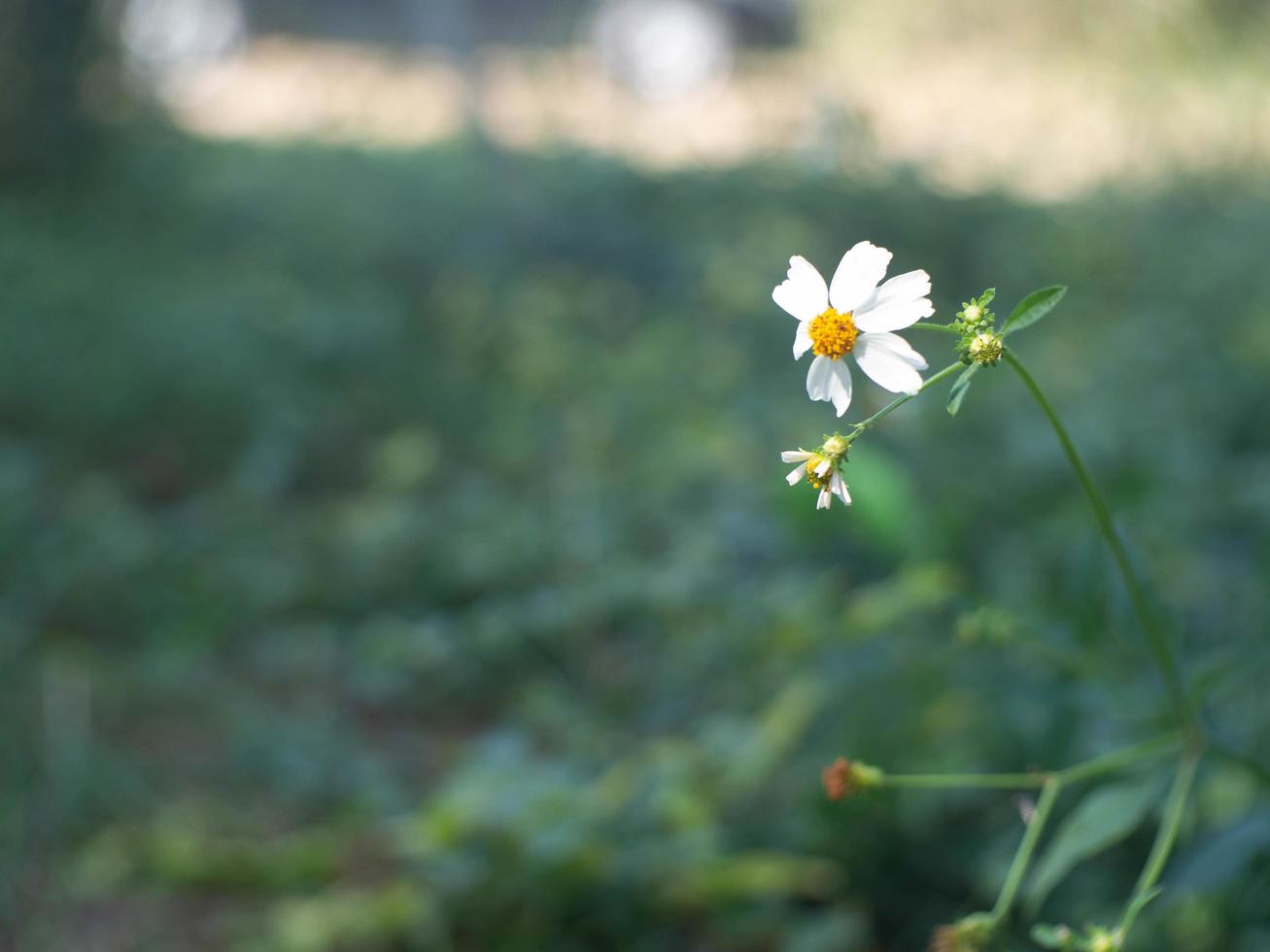 witte bloem en natuur foto