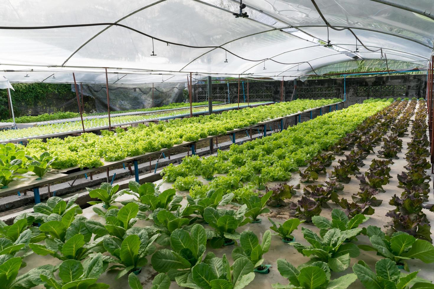 hydrocultuur groenten groeien in kas foto