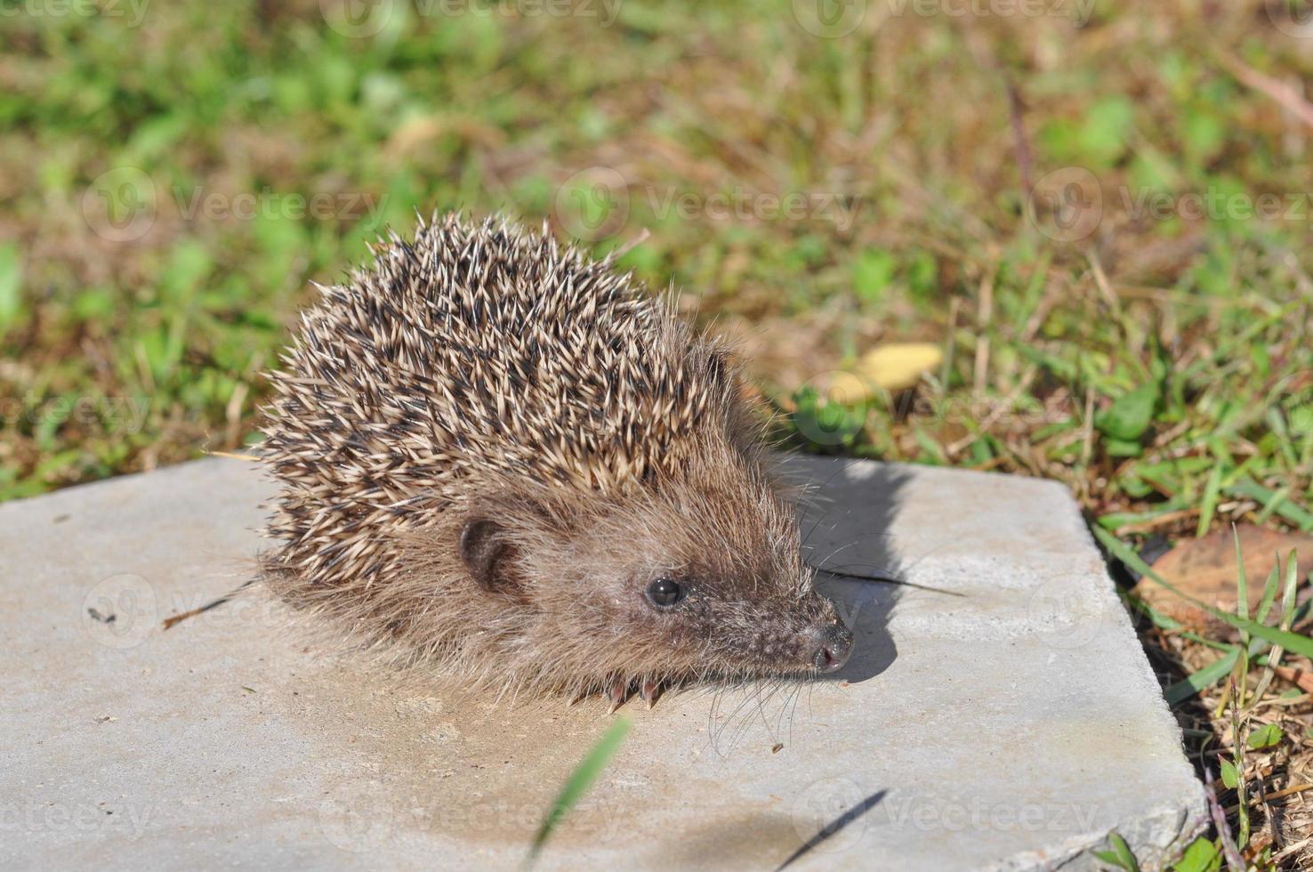 egel erinaceomorpha erinaceinae erinaceidae doornig zoogdier ani foto