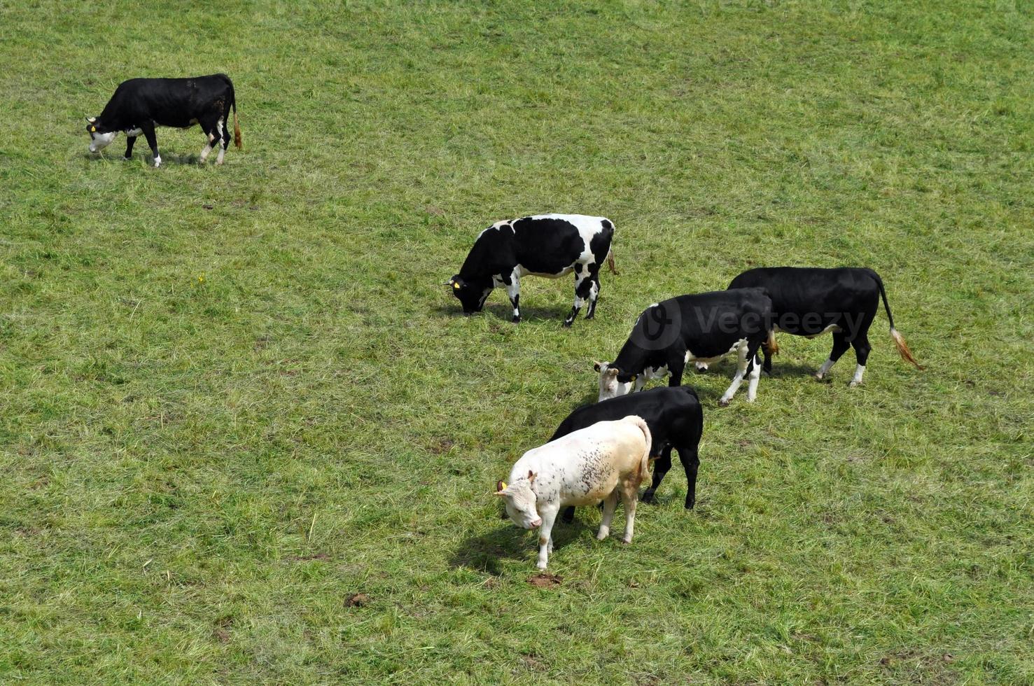 runderen of koeien op een boerderij foto