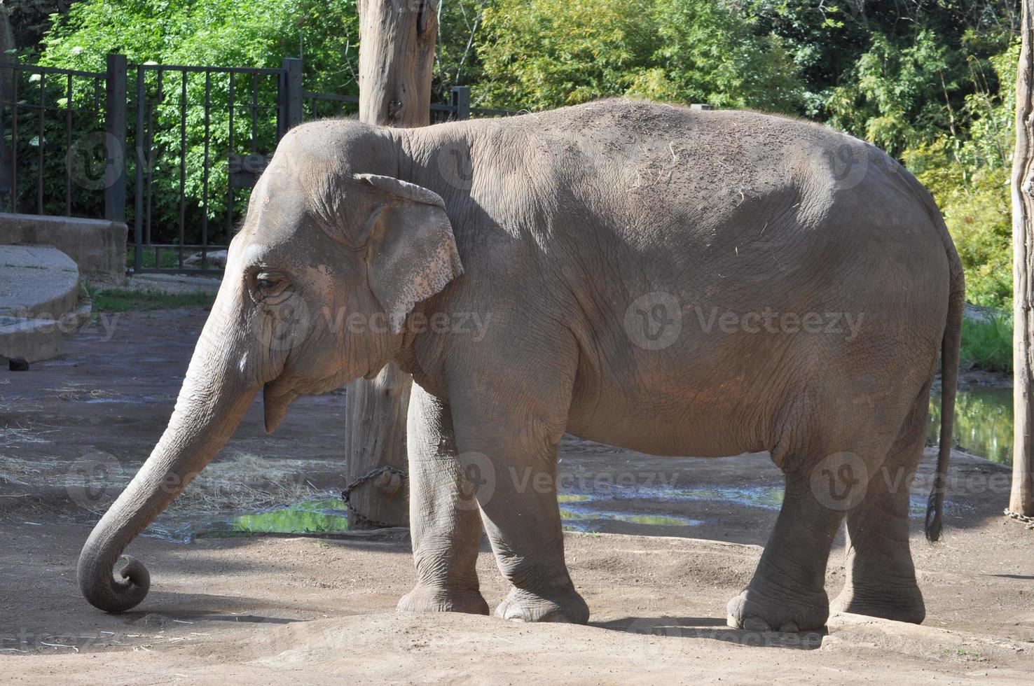 olifantenfamilie van olifanten, elephas en loxodonta foto