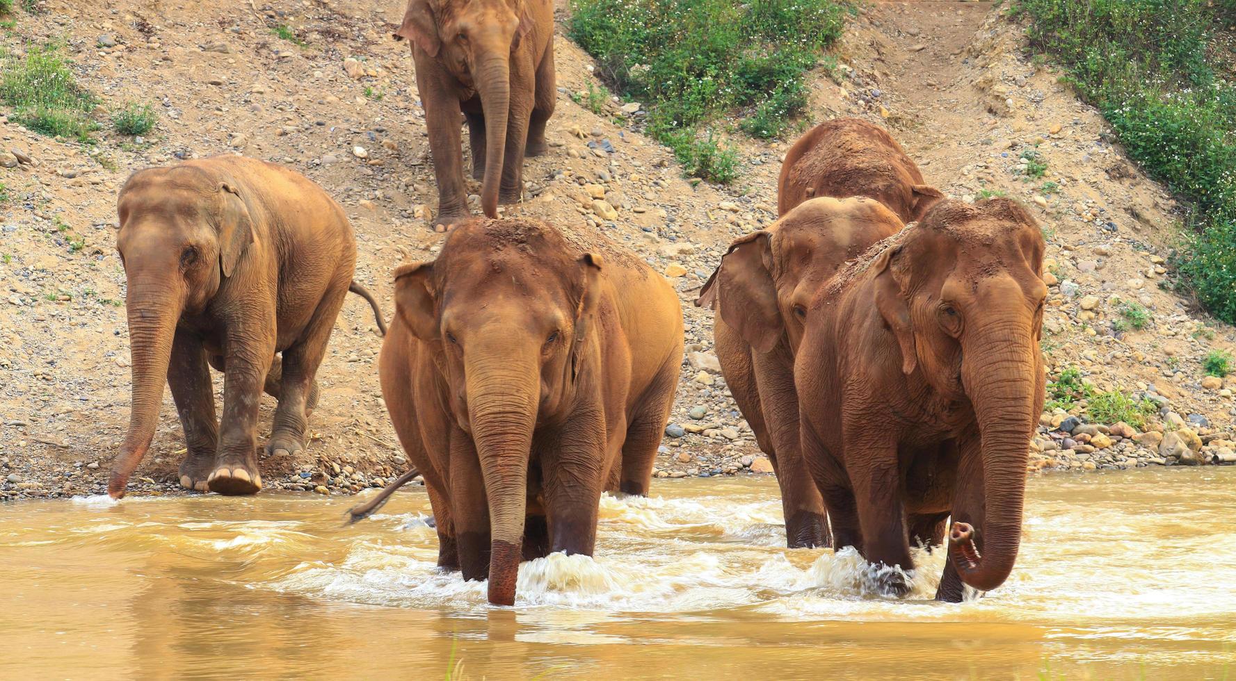 olifanten foerageren in de natuur en rivieren van Noord-Thailand. foto