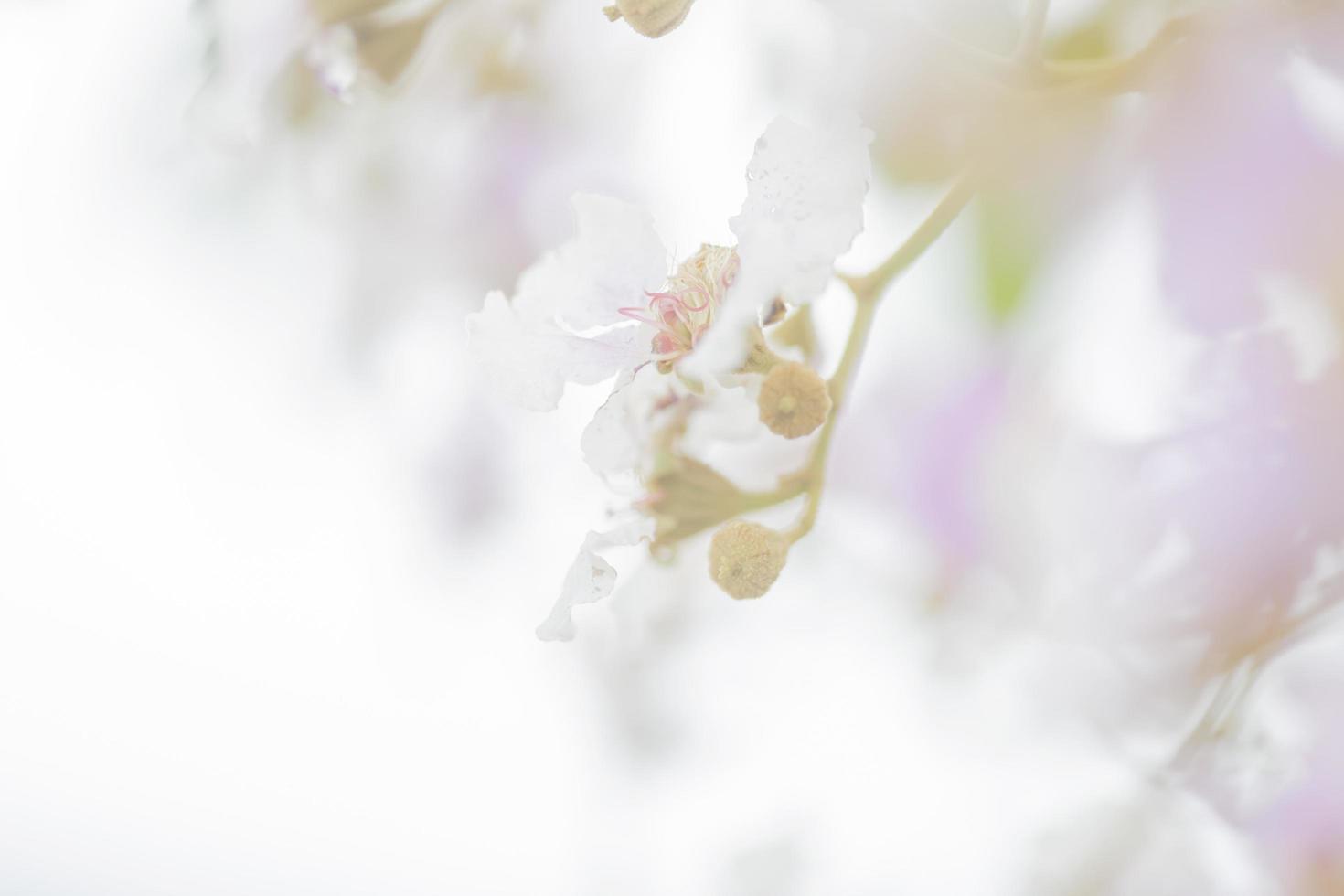 lentelandschap met delicate jasmijnbloemen. witte bloemen foto