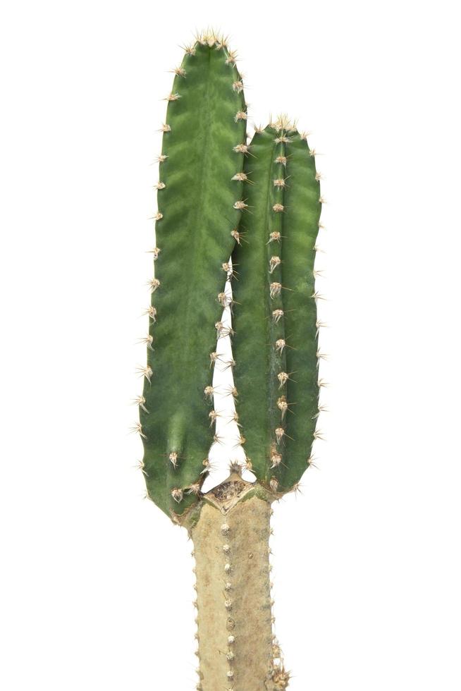 cactus geïsoleerd op een witte achtergrond. foto