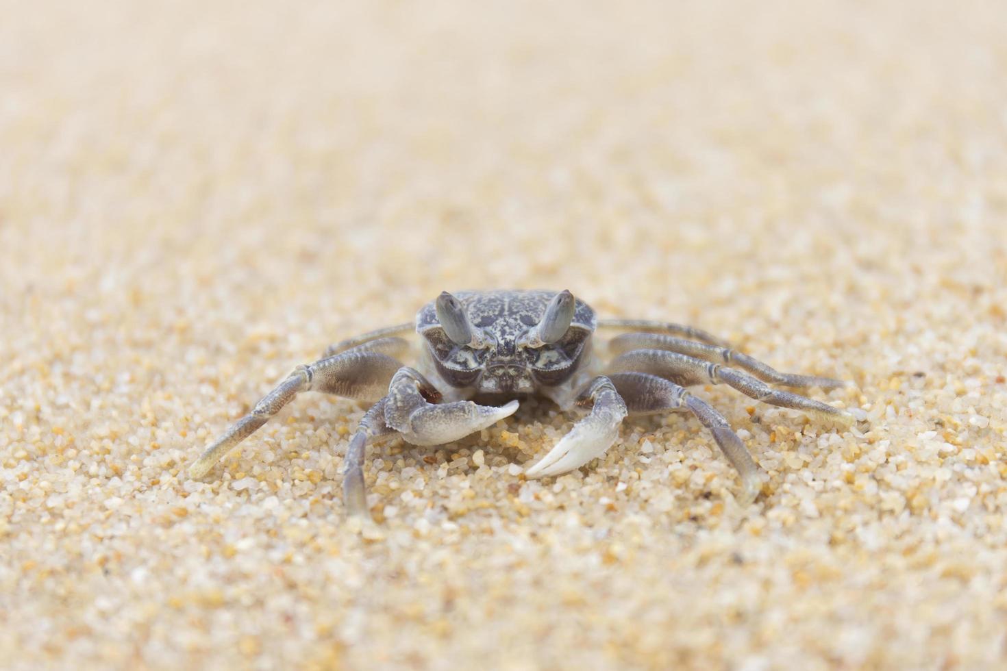 krab op het zand aan zee. foto