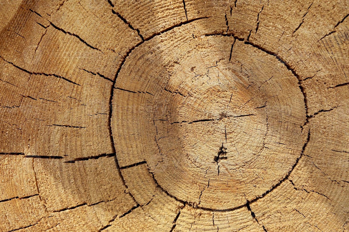 achtergrond van gesneden boom, de textuur van een gezaagde boomstam, de achtergrond voor tekst, ruwe textuur foto