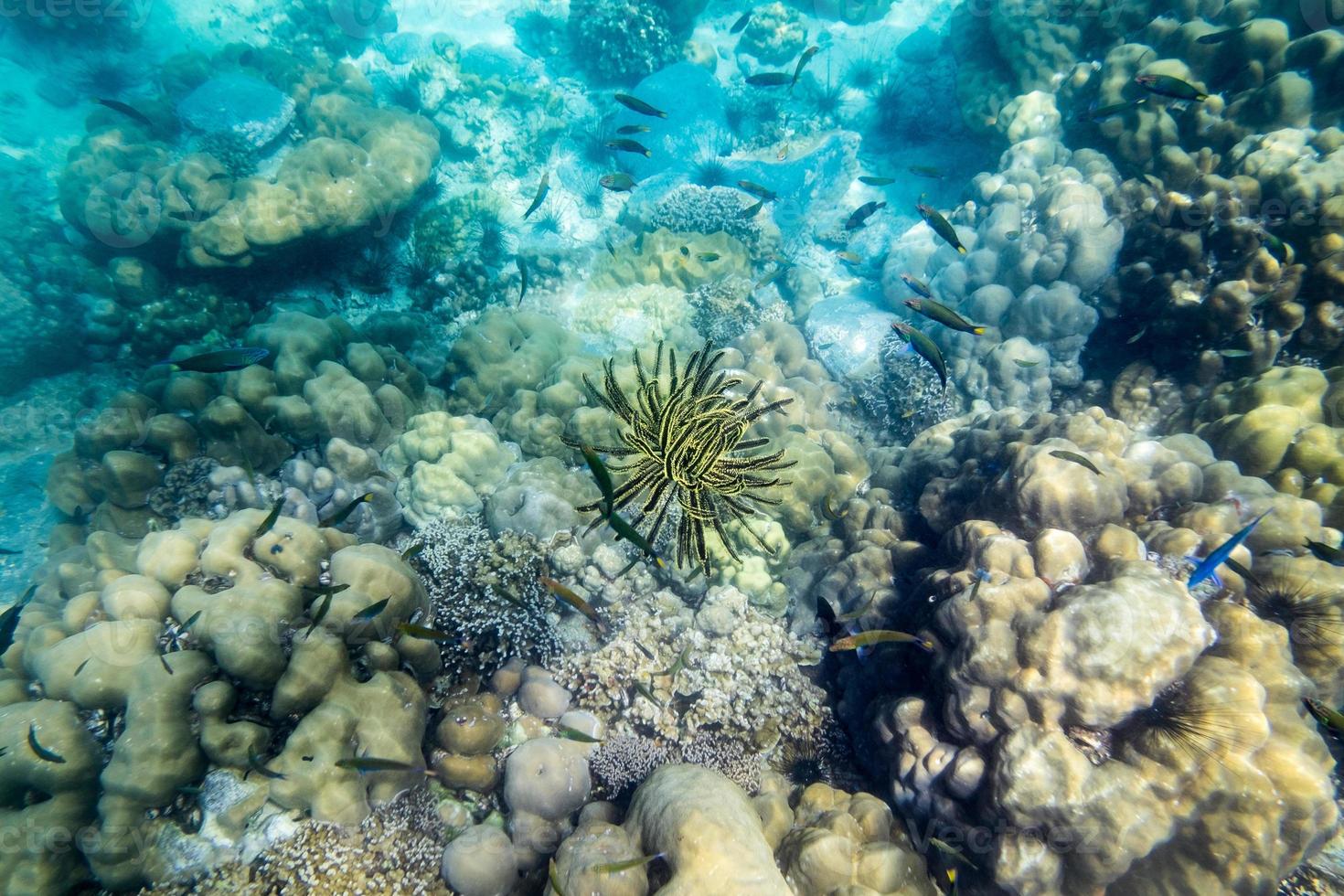 anemoon koraalrif geel zwart onderwater foto