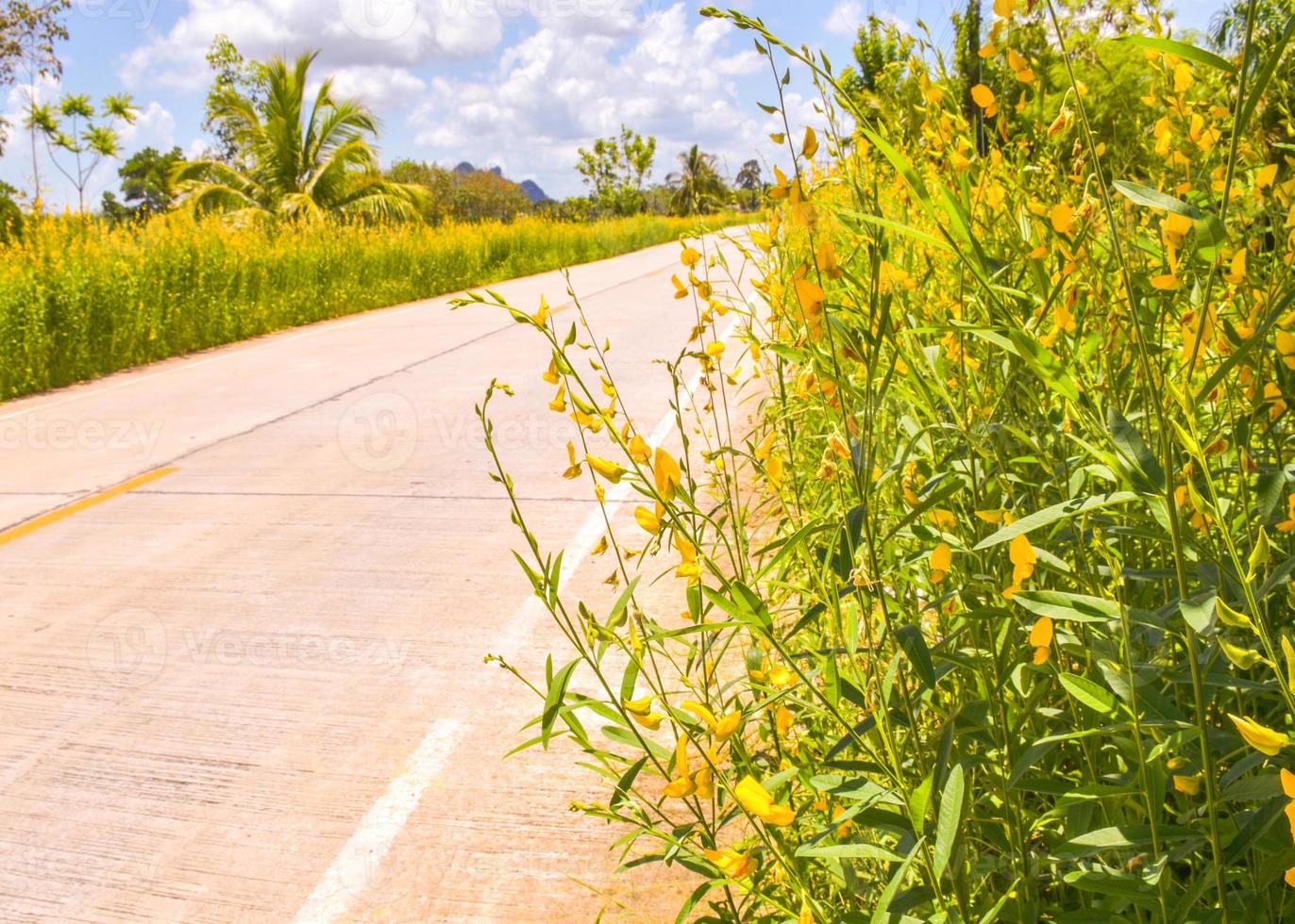 de weg van schoonheid van gele bloemen in Zuid-Thailand foto