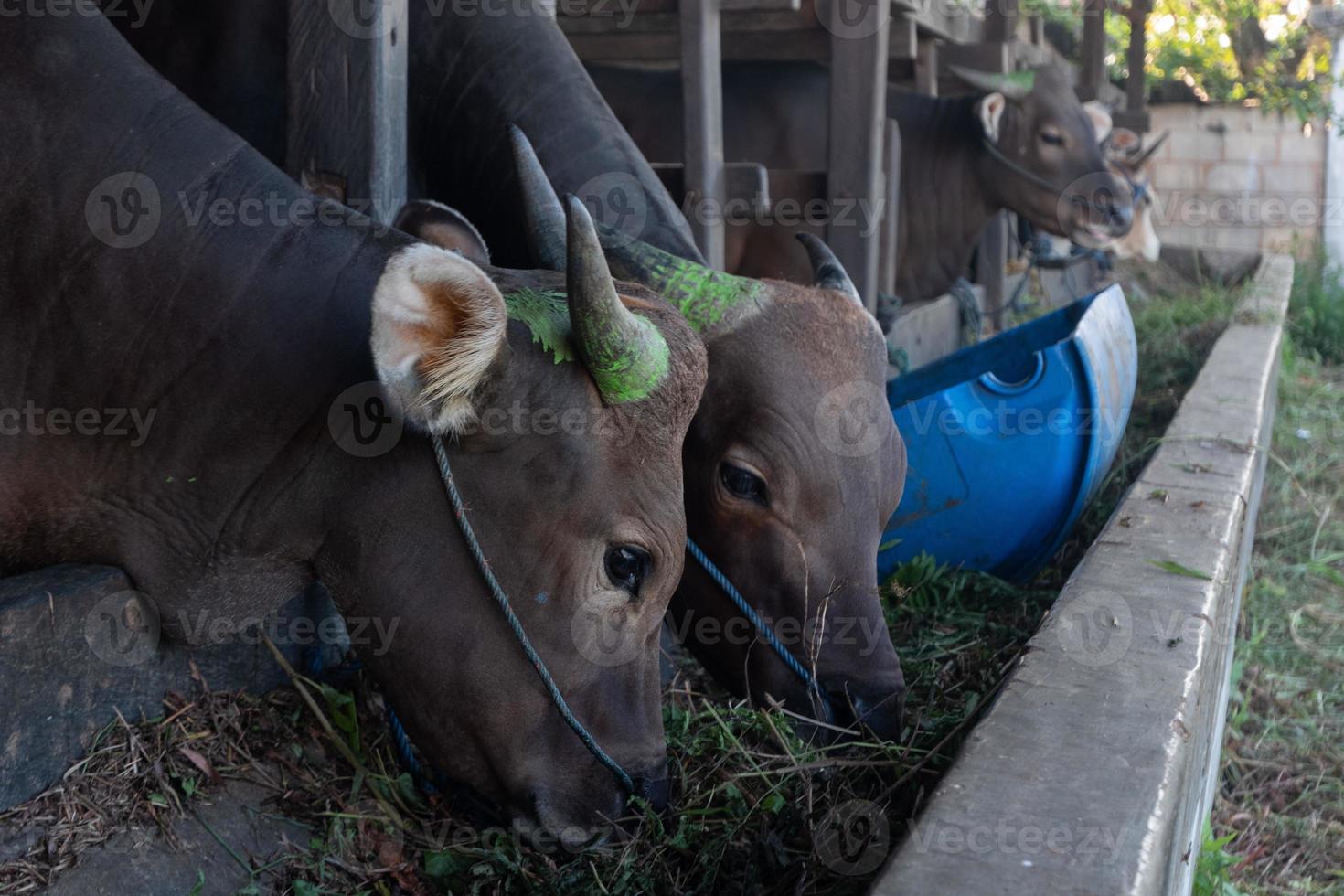 koeien op de boerderij krijgen gras en zullen worden geofferd op de moslimfeestdag van eid al-adha om hun vlees en koemelk te krijgen. foto