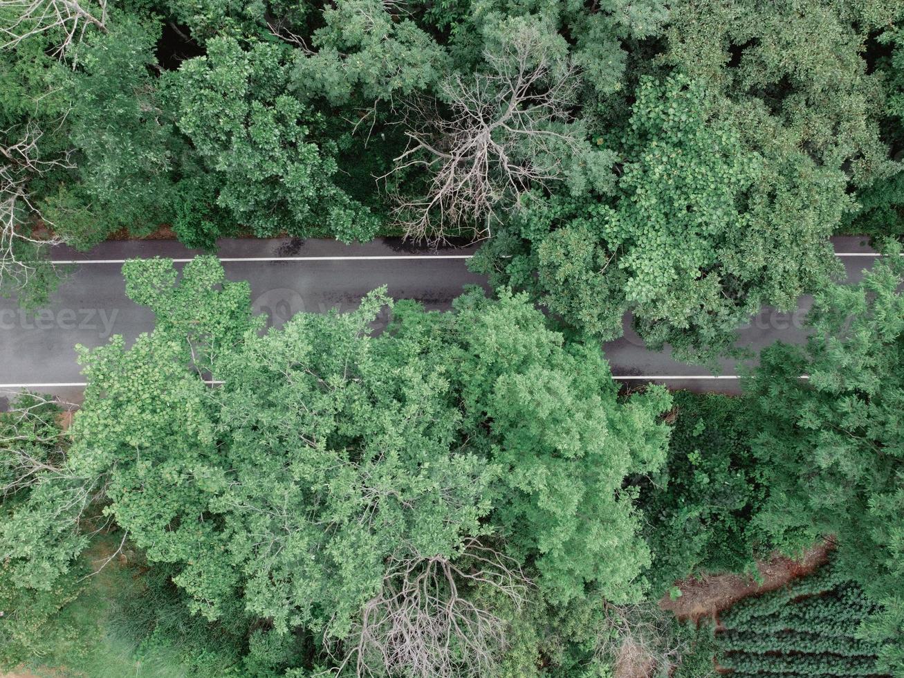 bosweg met groene bomen, drone luchtfoto foto