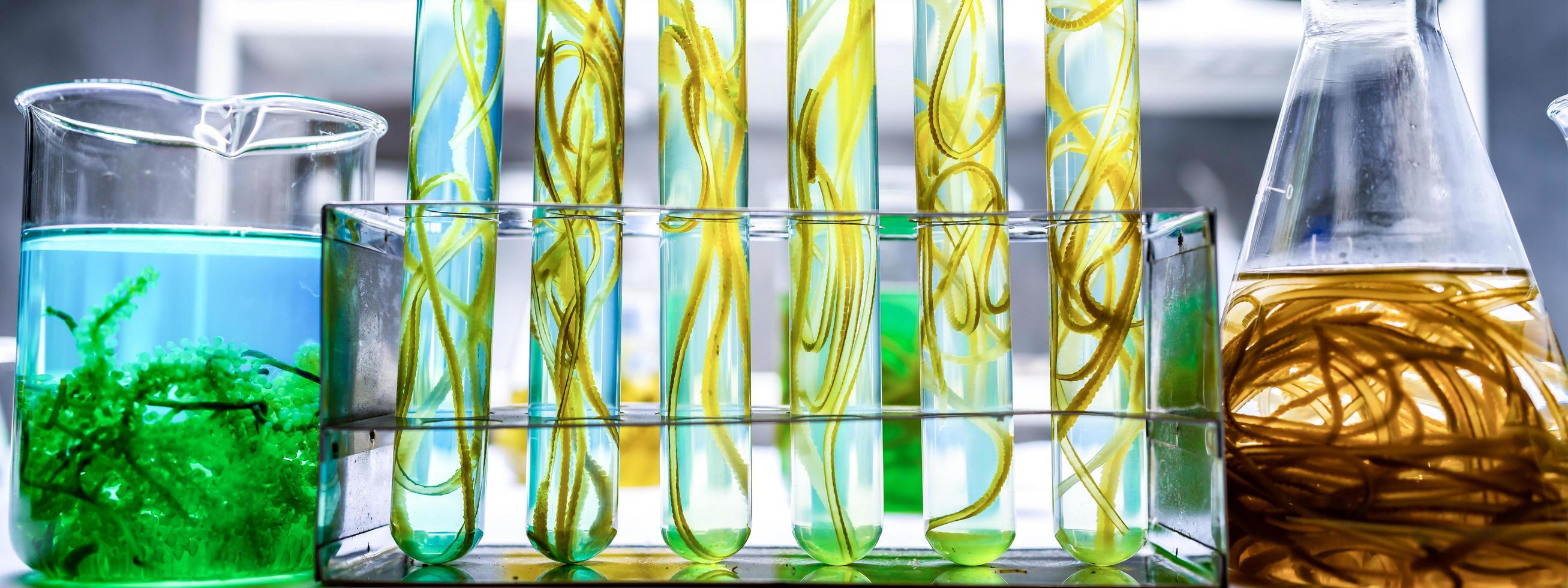 banner achtergrond van algen biotechnologie onderzoek, algen experiment onderzoek in laboratorium voor gebruik in biobrandstof energie industriële, duurzame ontwikkeling productie van biodiesel industrieel systeem foto