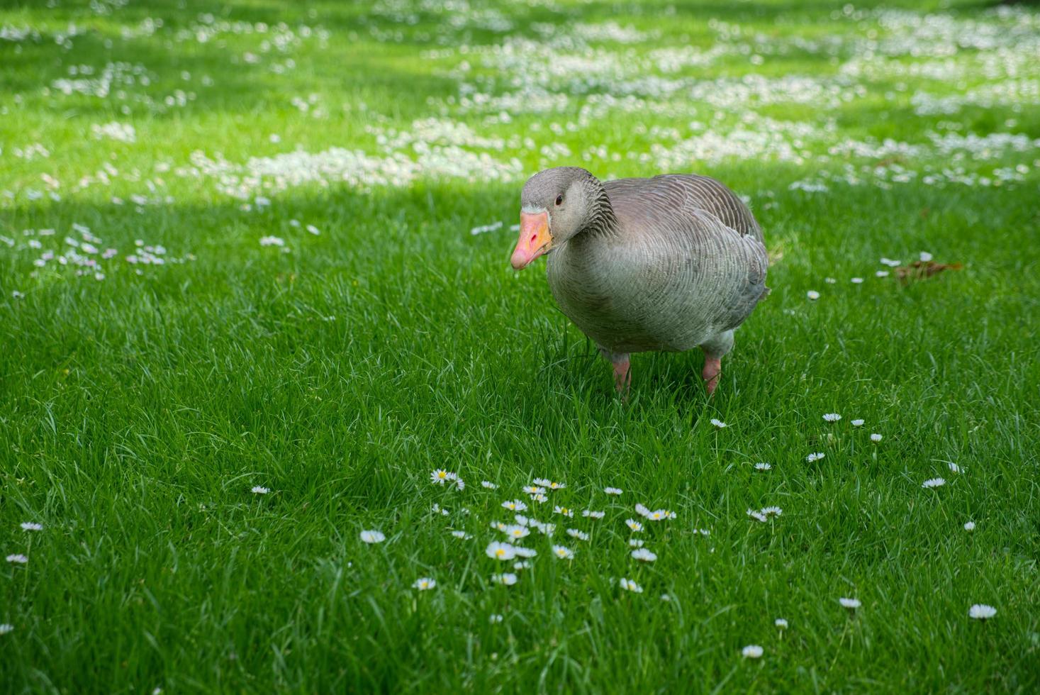 een grauwe gans die door het gras dwaalt foto