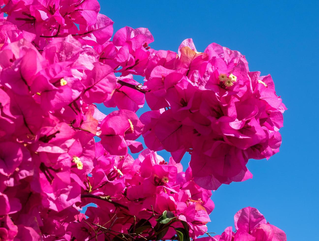 levendige roze bougainvillea die rijkelijk bloeit in marbella foto