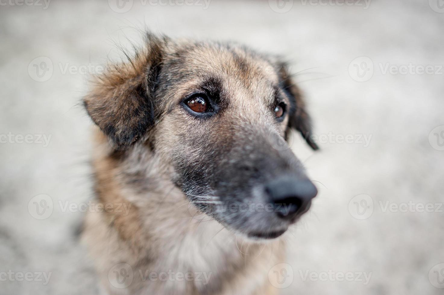 schattige kleine hond zit gelukkig. foto