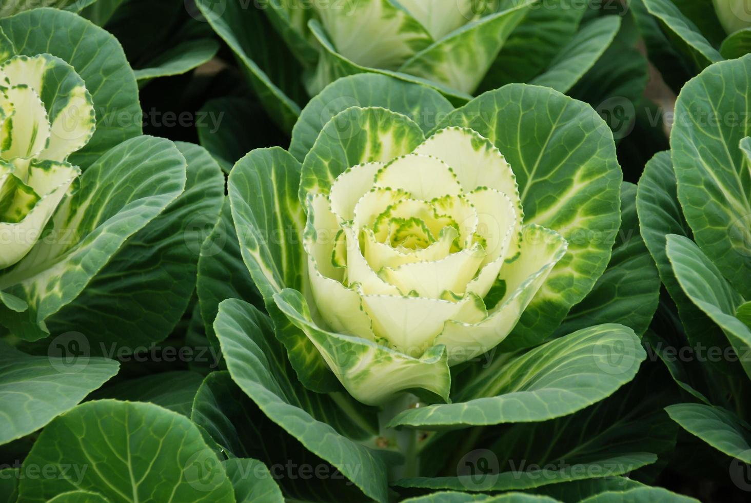 sierkool in botanische tuin, bloemen en planten, milieu foto