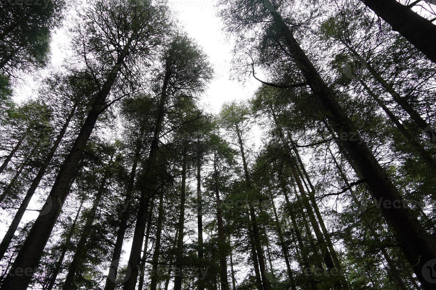 prachtig landschapsbeeld met grote enorme bomen foto