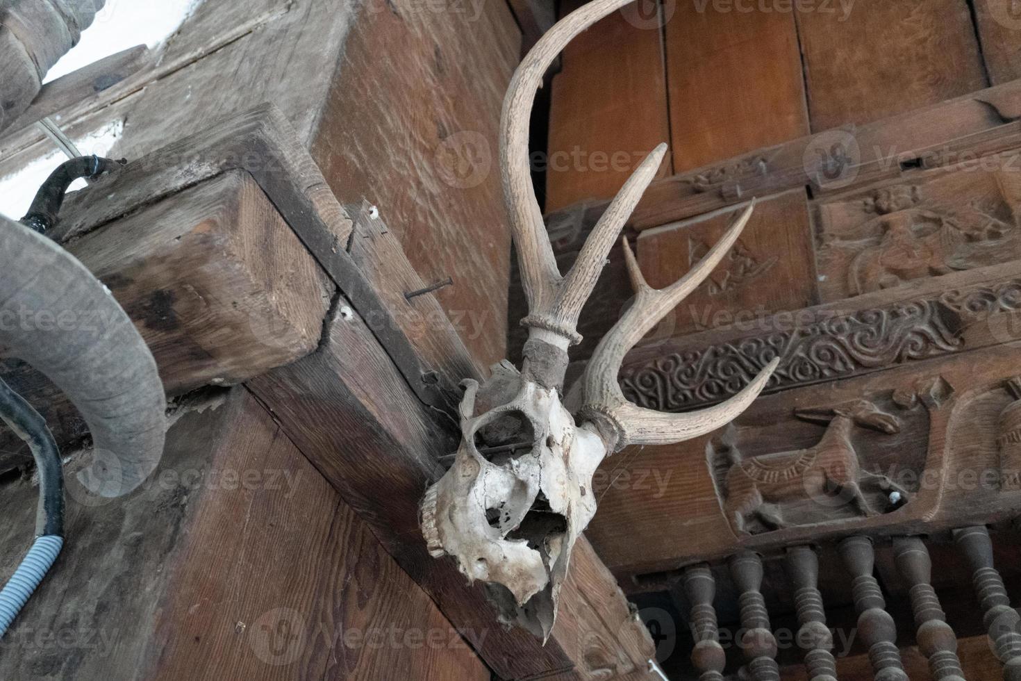 dierlijke hoorn en schedel van dood dier hd-afbeelding foto