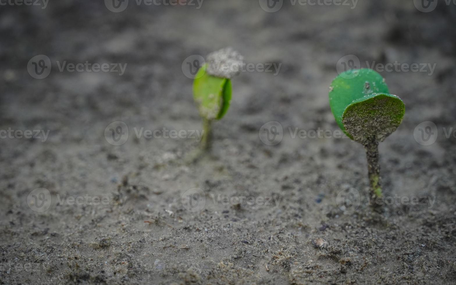 een plant in het land terwijl baby plant foto