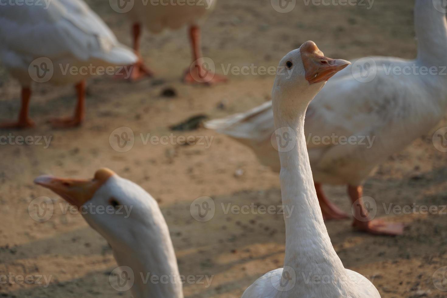Indiase zwaan beelden mooie afbeelding foto