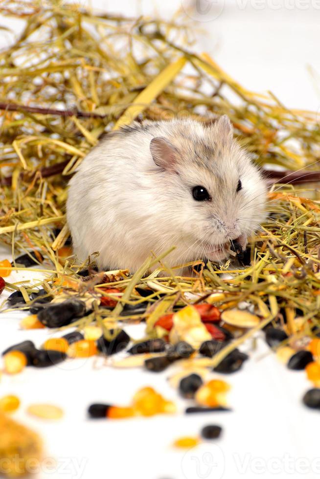 jungar hamster op een witte achtergrond foto