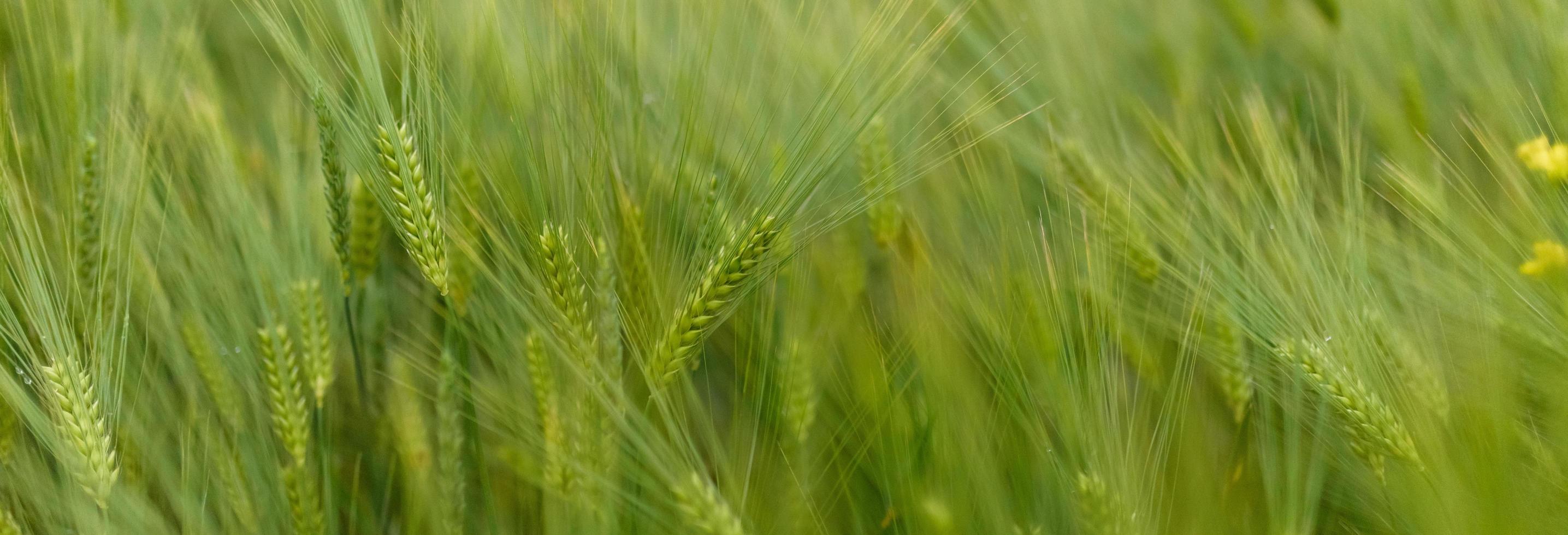 groene jonge tarwe close-up. foto