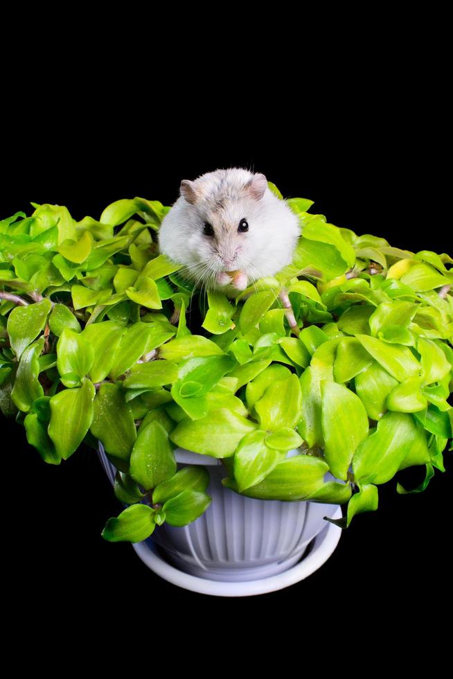 hamster op een groene bloem in een pot op een zwarte achtergrond foto