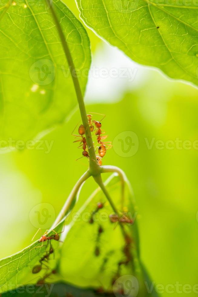 kolonie mieren die een nest helpen bouwen. mieren close-up. foto
