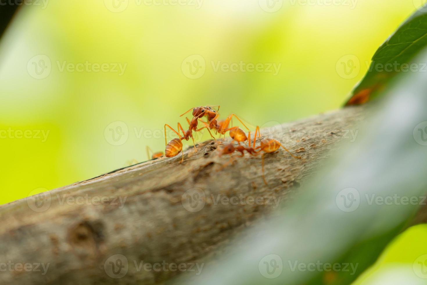 mieren vechten op een tak. mieren op twijgen. foto