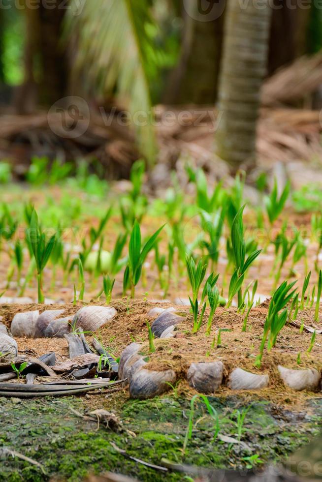 zaailingen van kokospalmen in het gecultiveerde gebied. kokosnoot plantage foto